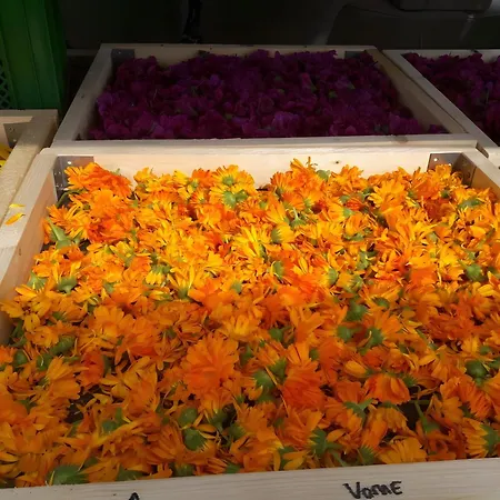 בית חווה Freilandhof *