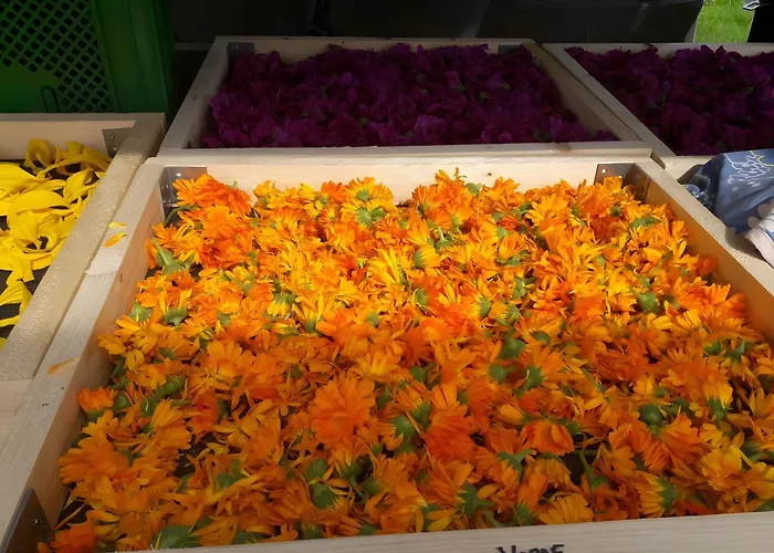 בית חווה Freilandhof *